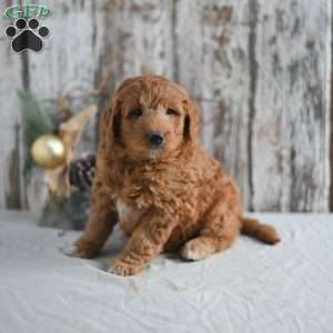 Gary, Mini Goldendoodle Puppy